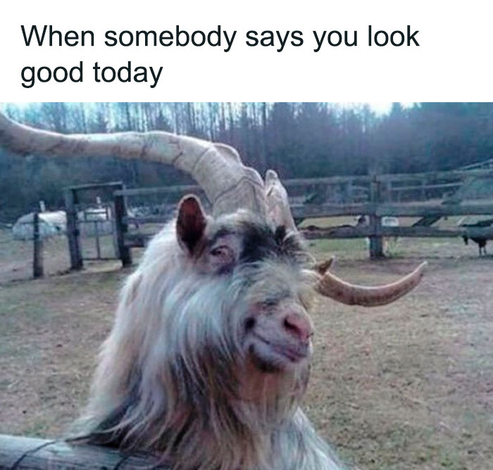 Goat making a funny face with text when somebody says you look good today, a goth meme for anyone who doesn't fit in.