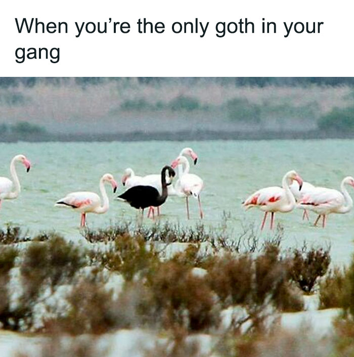 A black flamingo standing among white flamingos by the water, representing goth memes about not fitting in.