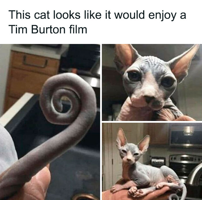 Hairless sphynx cat with curled tail and large ears, fitting the vibe of goth memes and alternative aesthetics.