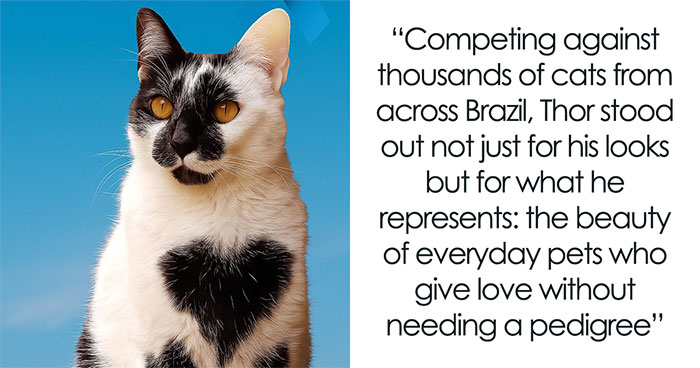 Thor The Cat Stole Hearts Across Brazil With His Perfect Heart-Shaped Mark