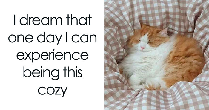 50 Funny And Adorable Cat Memes For Anyone Who’s Obsessed With Them