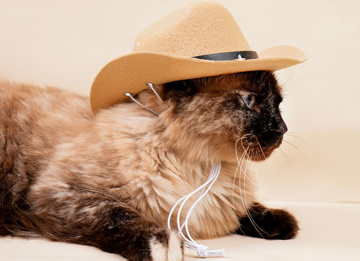 Brown cat wearing a cowboy hat lying down, a quirky image for those who like learning bizarre facts from history.