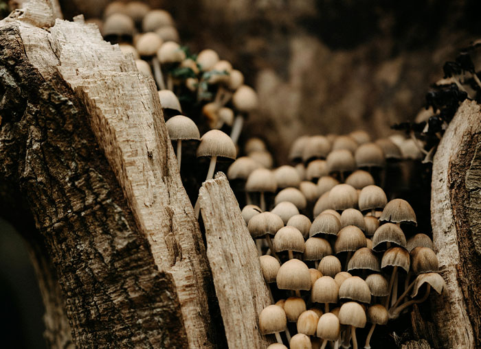 Close-up of small mushrooms growing on decayed wood, illustrating bizarre facts from history in a natural setting.