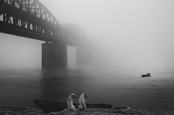 Two dogs sitting by the riverbank near a foggy bridge, capturing a peaceful and wholesome animal moment outdoors.
