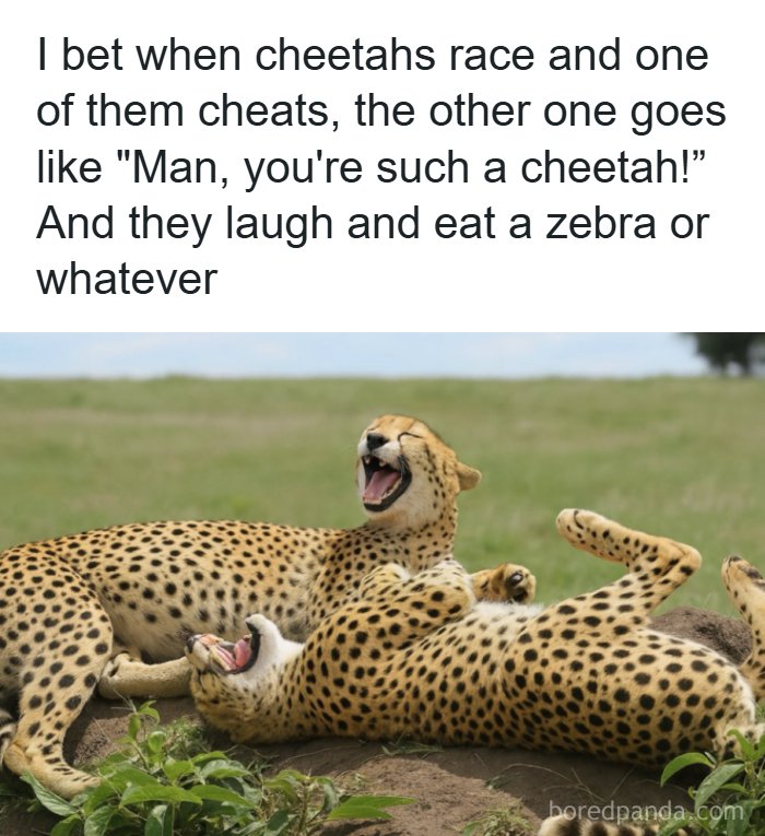 Two cheetahs lying on grass laughing at a funny dad joke about one being a cheetah during a race.