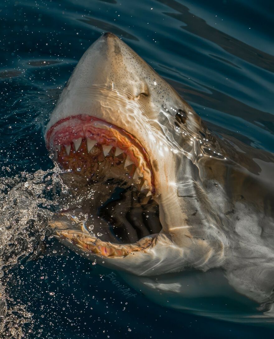 Great white shark emerging from the water with open jaws, showcasing formidable predators in nature's ocean ecosystem.
