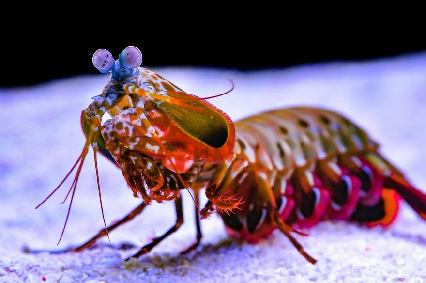 Close-up of a vibrant mantis shrimp, one of nature's most formidable predators, on a sandy ocean floor.
