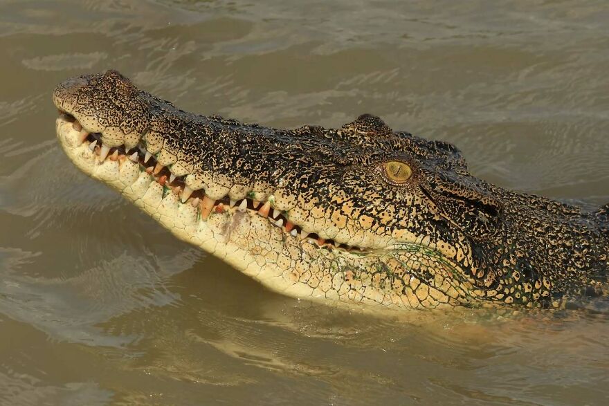Close-up of a crocodile’s head partially submerged in water, showcasing one of nature's most formidable predators.