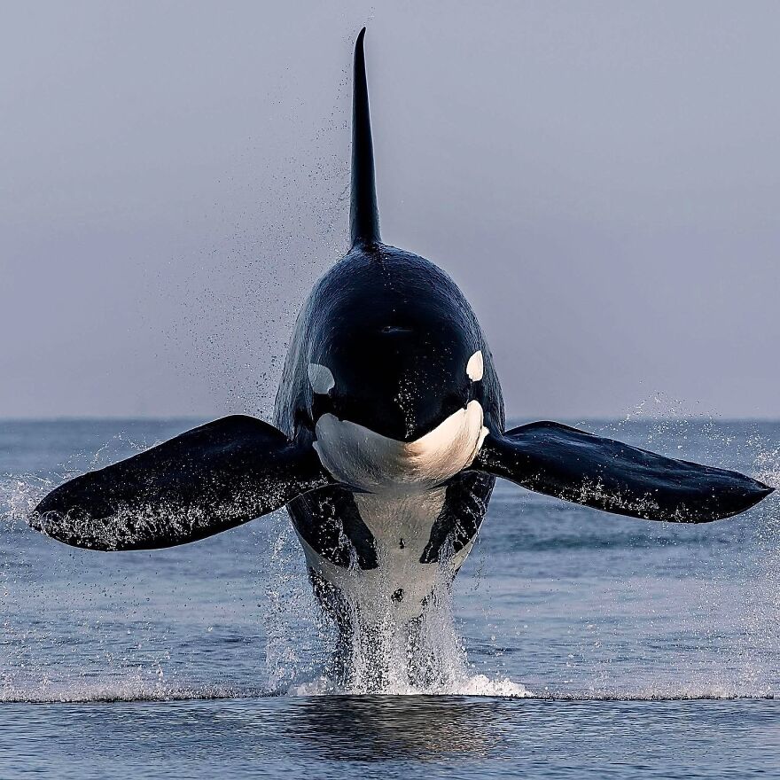 Killer whale breaching the ocean surface showcasing one of nature's most formidable predators in the wild sea environment