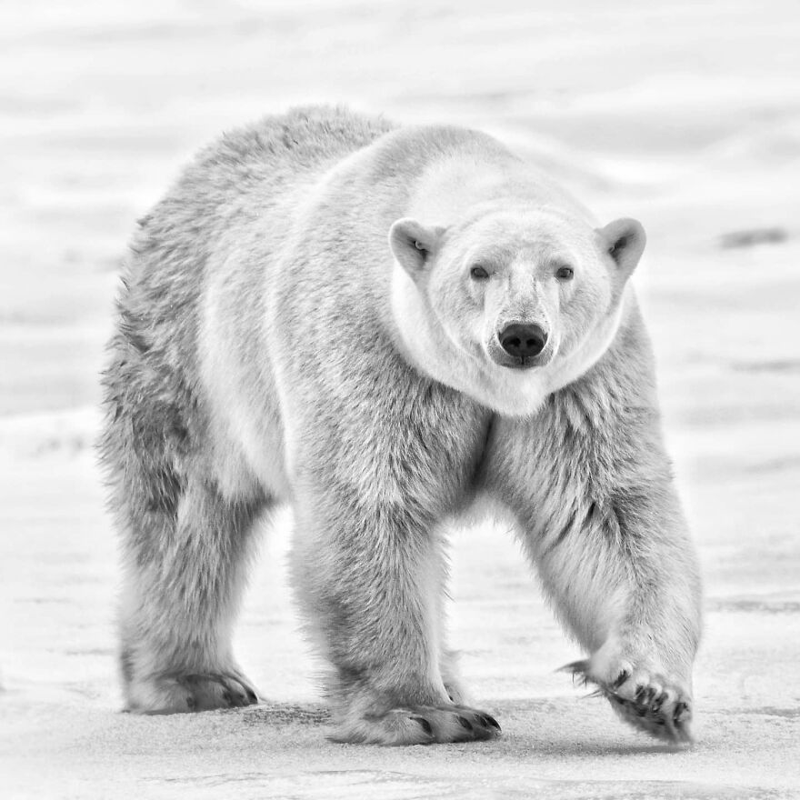 Polar bear walking on snow, showcasing one of nature's most formidable predators in its icy habitat.