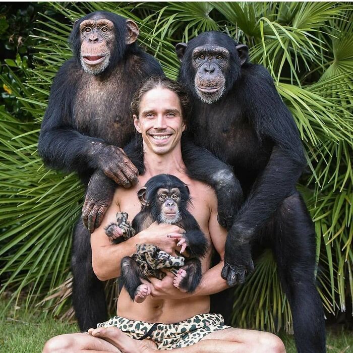 Man sitting with three chimpanzees in a lush green setting, sharing a wholesome and funny animal moment.