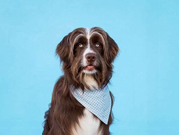 Brown and white dog wearing a blue patterned bandana posing against a solid blue background in a dog photo session