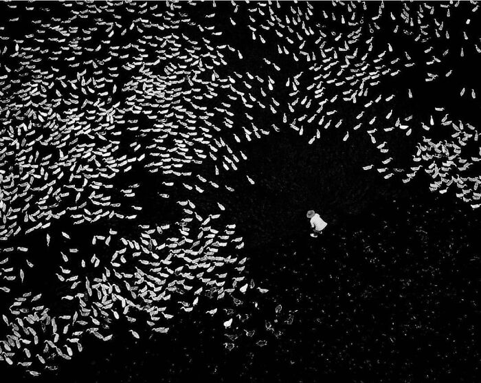 Aerial view of a person surrounded by a large group of animals, capturing wholesome and funny animal moments.