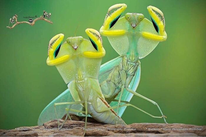 Two brightly colored praying mantises posing together, capturing a wholesome and funny animal moment.