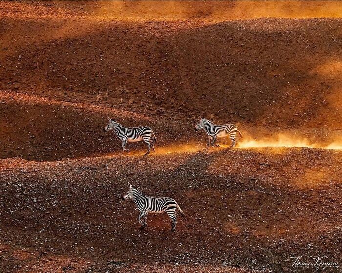 Zebras walking on a dusty path in a sunlit, barren landscape showing wholesome and funny animal moments.