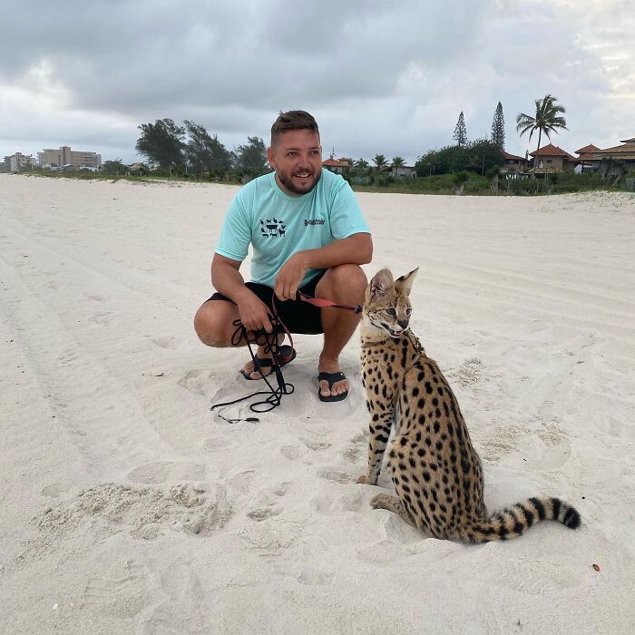 Man crouching on a sandy beach holding leash near a serval cat, showcasing a unique wild animal bond.