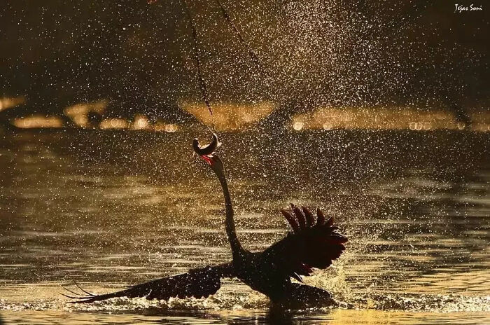 Silhouette of a bird shaking off water droplets, capturing a wholesome and funny animal moment in golden light.