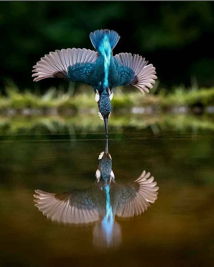 Kingfisher diving into water with wings spread wide, capturing a wholesome and funny animal moment in nature.