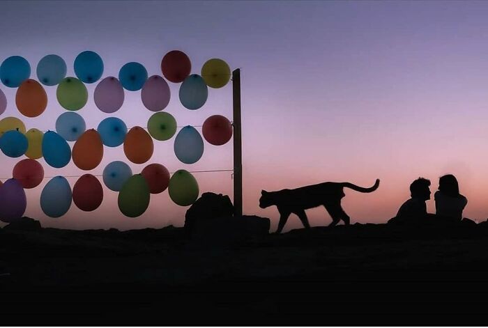 Silhouetted cat walking near colorful balloons at sunset, capturing a wholesome and funny animal moment outdoors.