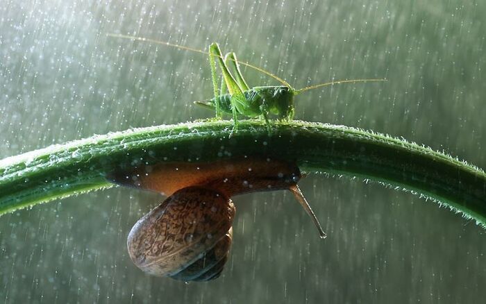 Green cricket perched on a curved stem sheltering a snail below in the rain, showcasing funny animal moments in nature.