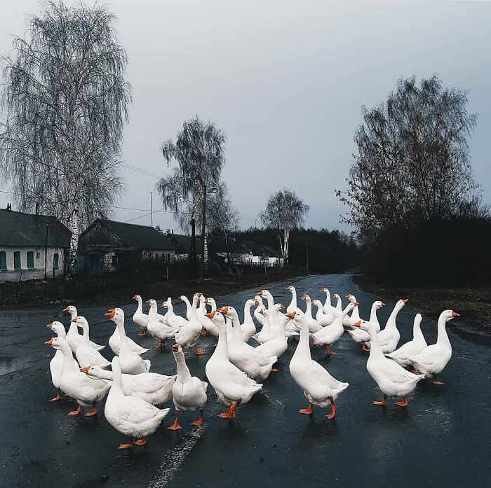 A group of white geese crossing a rural road on a gloomy day in a wholesome and funny animal moment.