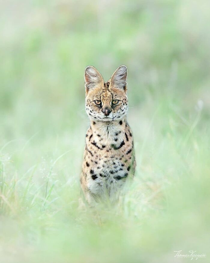 Serval cat standing alert in tall grass, showcasing a wholesome and funny animal moment shared by 121clicks.