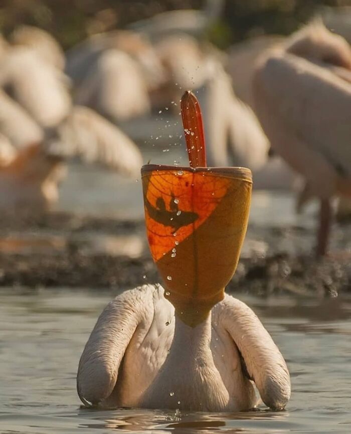 Pelican catching water with its beak in a lake, capturing a wholesome and funny animal moment in nature.