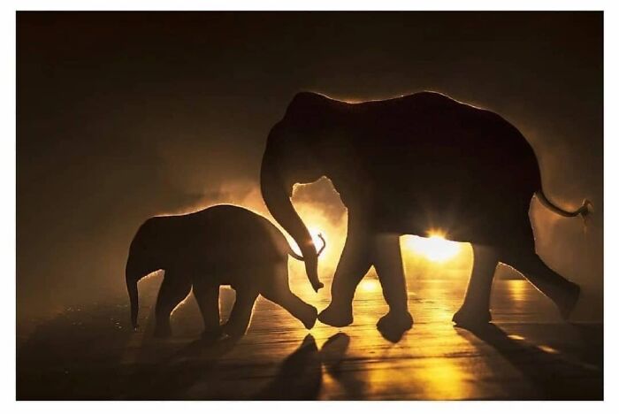 Silhouettes of two elephants walking together at sunset, capturing wholesome and funny animal moments.