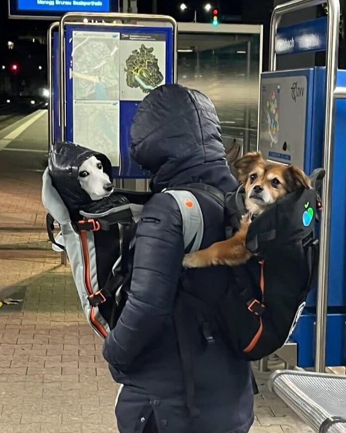 Person wearing a jacket carrying two dogs in backpacks at a transit stop, showcasing dogs in backpacks city adventures.