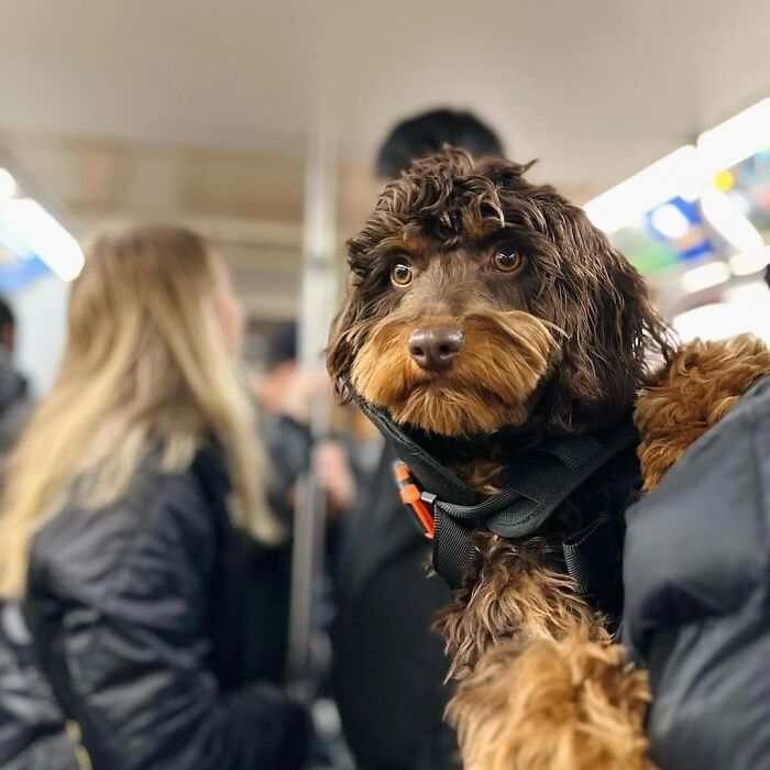 Small brown dog in a backpack being carried in a busy city subway, showcasing dogs in backpacks on urban adventures.