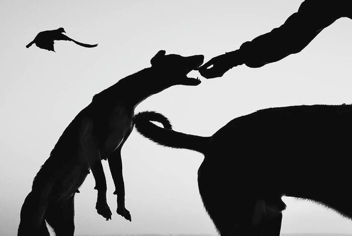 Silhouettes of playful dogs and a flying bird capturing wholesome and funny animal moments in a natural outdoor setting.