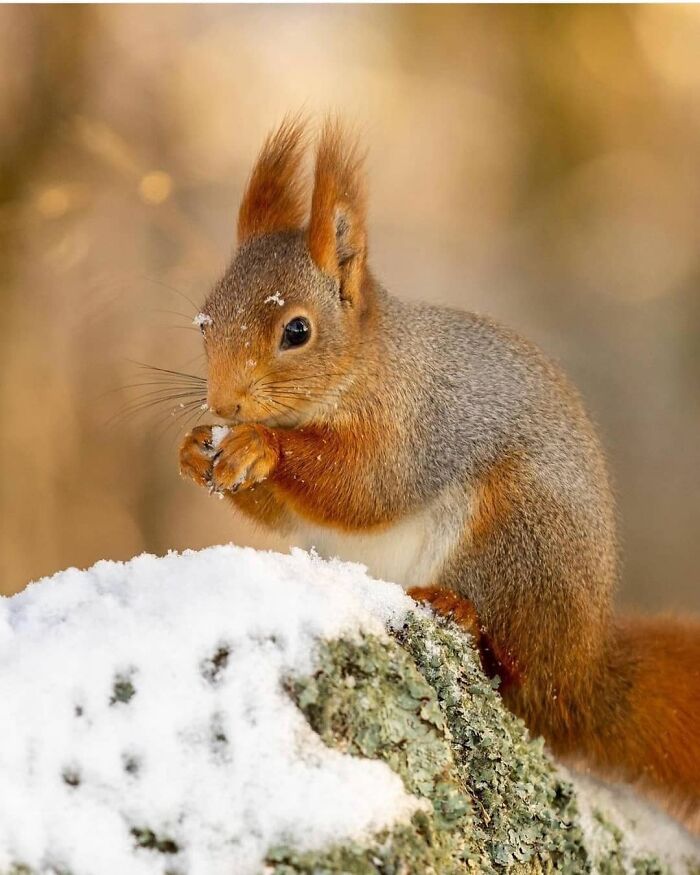 Close-up of a squirrel enjoying a snowy moment in nature, showcasing wholesome and funny animal moments.