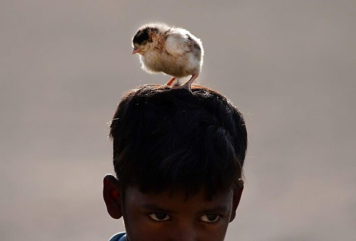 Young boy in Mumbai street with a small chick perched on his head, capturing everyday life moments.