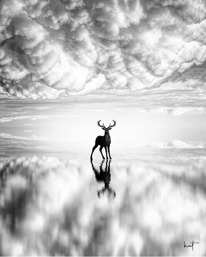 Black and white image of a deer standing on reflective water under dramatic clouds, capturing wholesome animal moments.