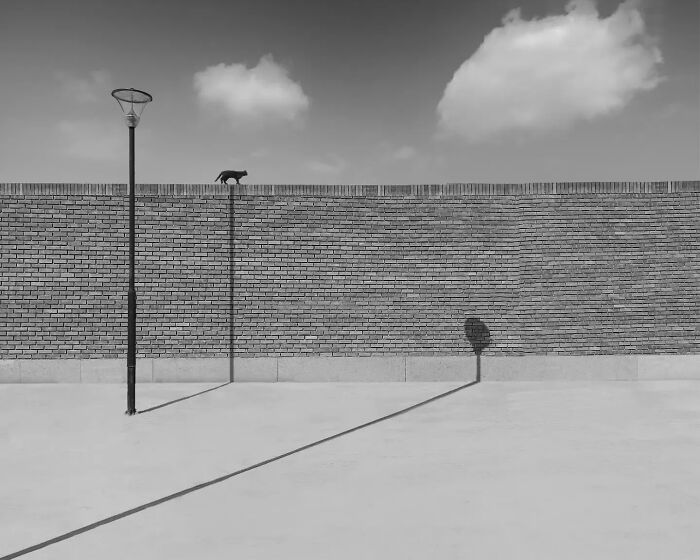 Minimalist black and white photo of a basketball hoop casting a shadow that forms a dog silhouette on a brick wall.