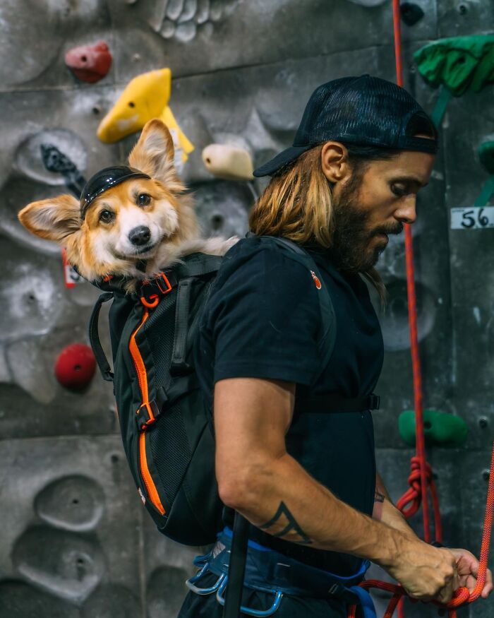Man preparing climbing gear with a corgi dog in a backpack, showcasing adorable dogs in backpacks during city adventures.