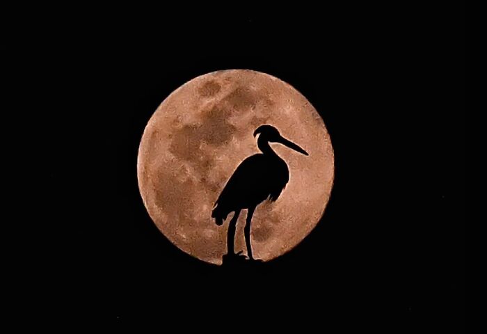 Silhouette of a bird against a large full moon, showcasing stunning street photography capturing everyday life in Mumbai.