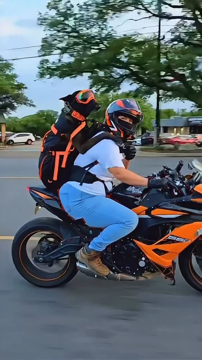 Person riding an orange motorcycle with a black dog in a backpack enjoying city adventures on a tree-lined street.