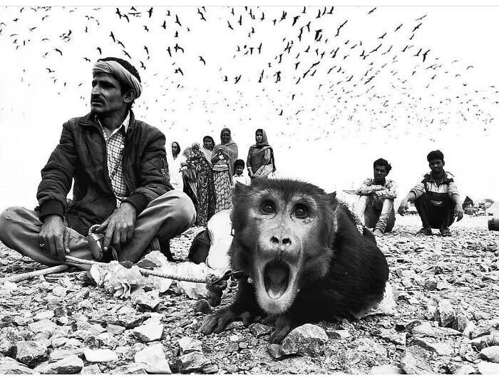 Monkey with a surprised expression on rocky ground surrounded by people and birds, a wholesome and funny animal moment.