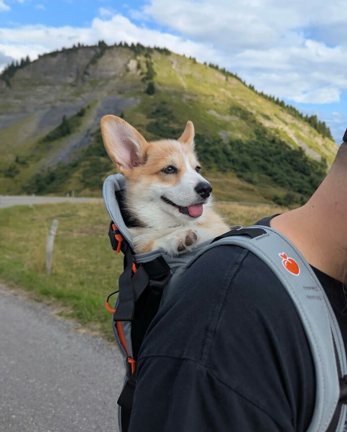 Happy dog in backpack enjoying outdoor city adventures on a sunny day with scenic mountain background.
