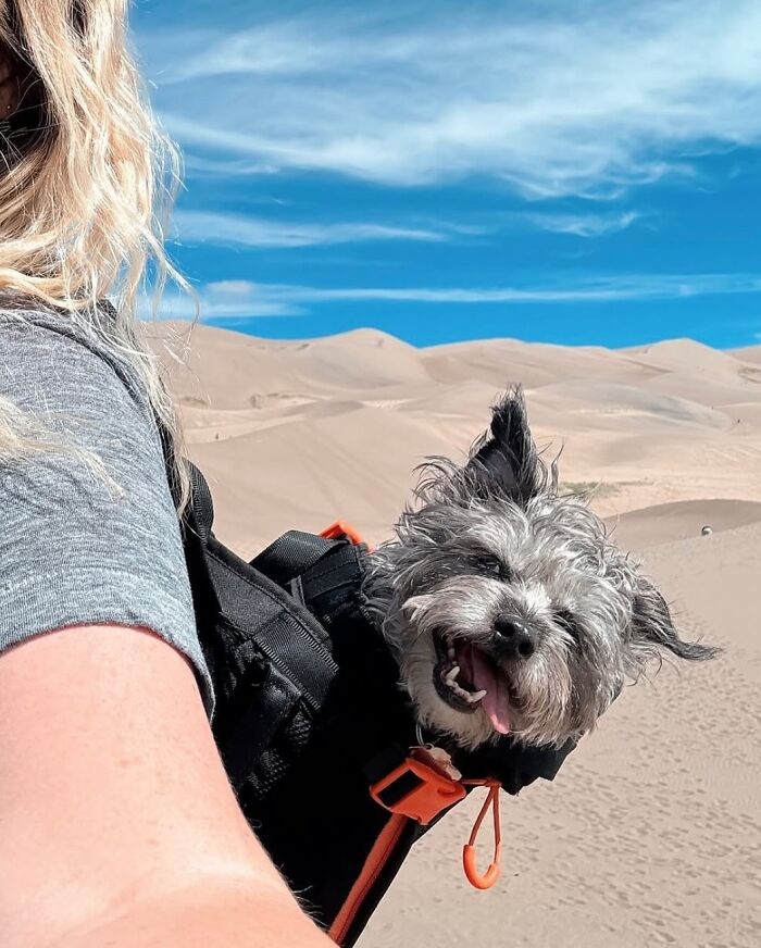 Small dog in a backpack enjoying city adventures with sandy dunes and blue sky in the background on a sunny day