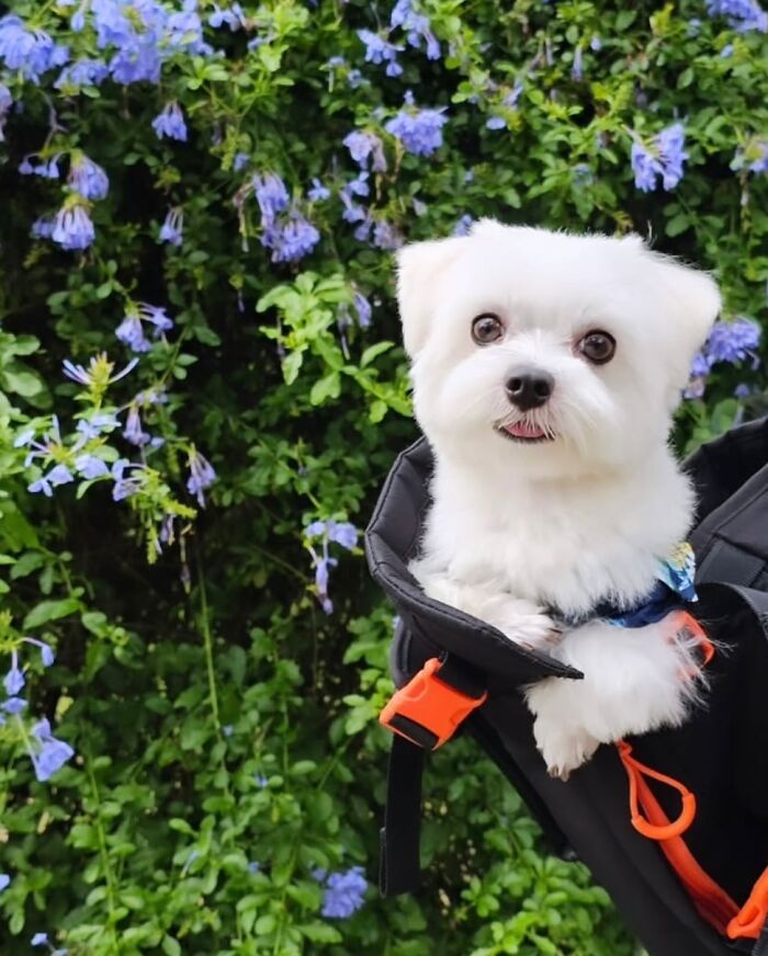 Small white dog sitting comfortably in a black backpack with orange straps surrounded by green leaves and purple flowers.