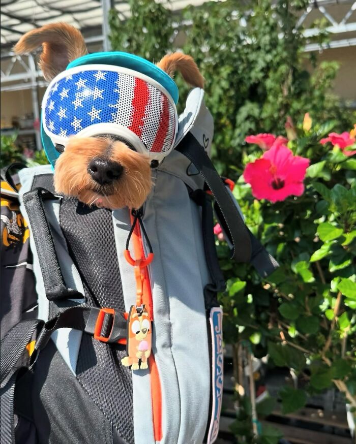 Small dog wearing American flag goggles sitting comfortably in a backpack among colorful flowers on a city adventure.