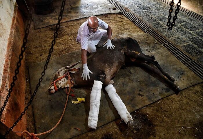 Man tending to an injured cow with bandaged legs in a rustic setting, showcasing everyday life in Mumbai streets.