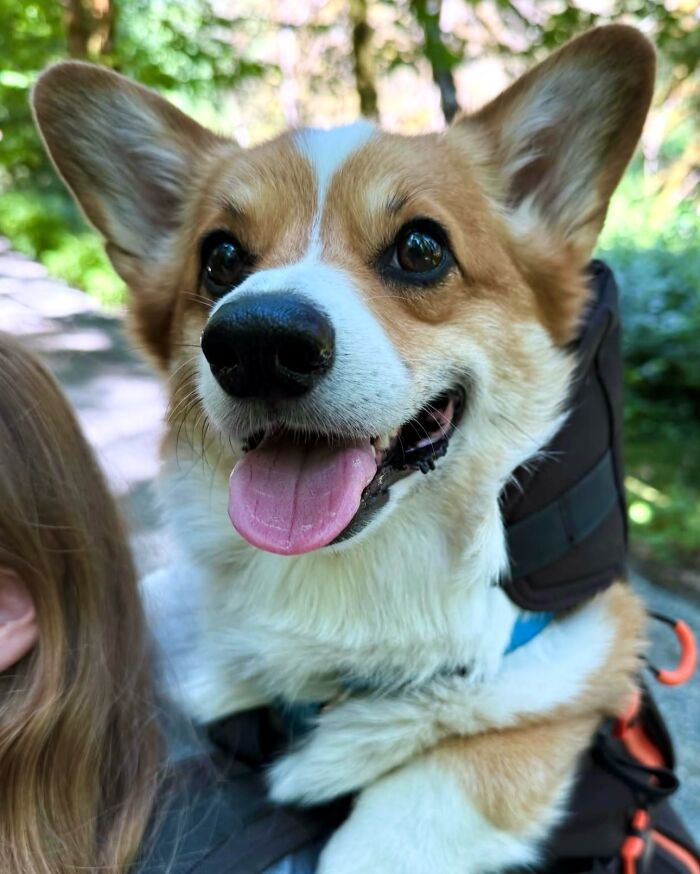 Happy corgi dog in a backpack enjoying outdoor city adventures on a sunny day.
