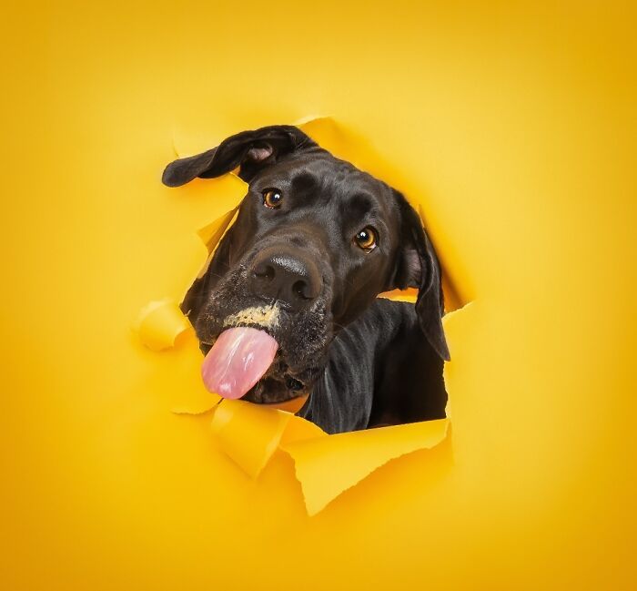 Black dog with tongue out poking head through torn yellow paper in a creative dog photo for pet photography awards.