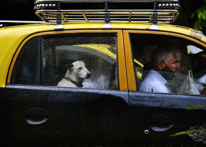 A dog sitting inside a yellow and black taxi on a rainy day, capturing everyday life in Mumbai streets.