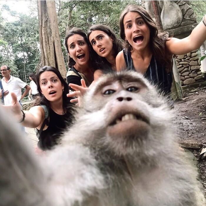 A group of women surprised by a monkey taking a close-up selfie in a natural outdoor setting with trees.