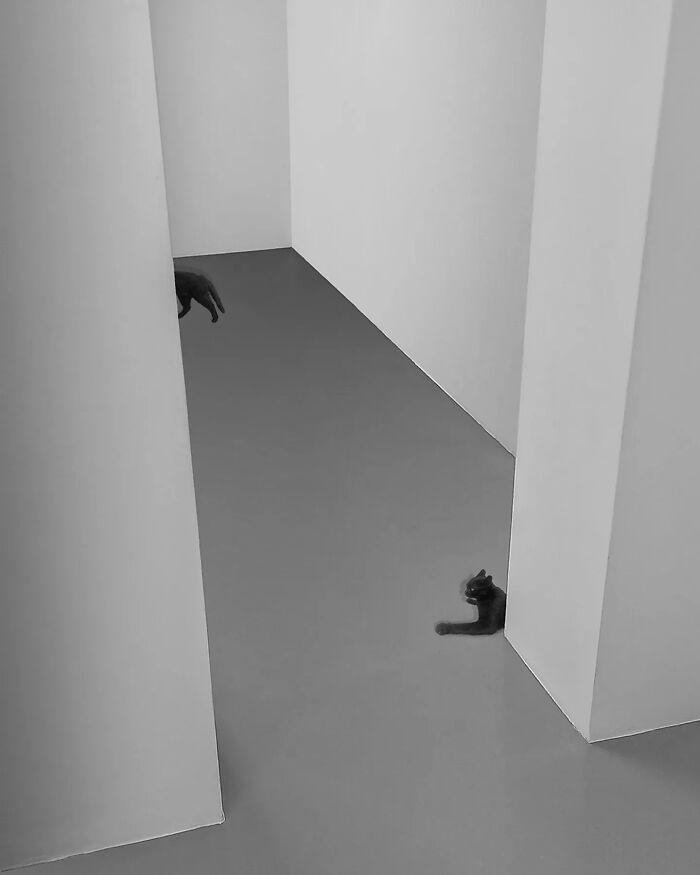 Minimalism art photo of two black cats partially hidden behind white walls in a stark, empty gray space.