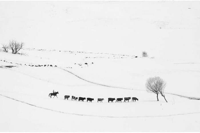 Cattle walking in a snowy landscape guided by a person on horseback, capturing wholesome animal moments.